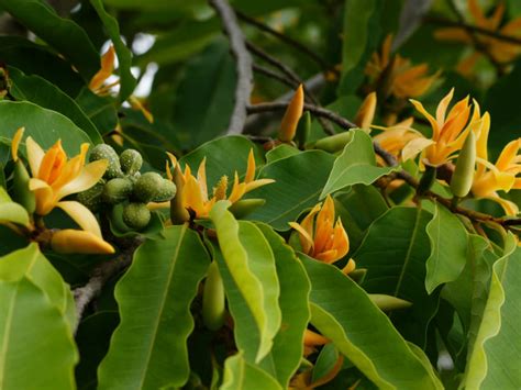 magnolia champaca plant care.